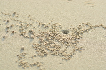 Wind crabs are coming out of the hole, which is their habitat on the beach.