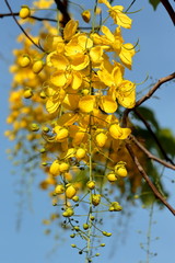 Golden shower flower picture set. Flowers of Thailand