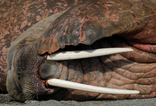 Close up of Walrus with tusks and flipper