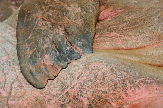 Close up of walrus flipper