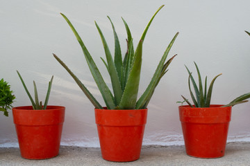 green plant in orange and red pots with white background