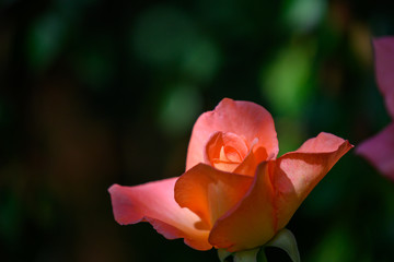 Rosenblüte im Sonnenlicht
