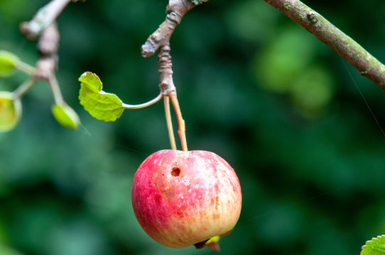 Apfel mit Wurmloch