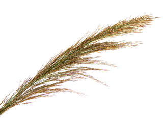 reeds isolated on white background © Oleg