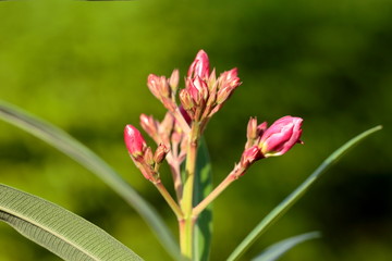 Flower photo set. Pink flowers are poisonous flowers. It has many names such as Oleander, Sweet...