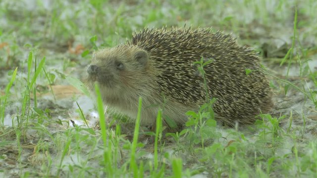 Wild Tiny Hedgehog in Nature