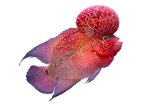Red flower horn cichlid fish isolated on white background