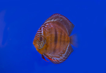 Wild brown discus fish on blue background in aquarium tank