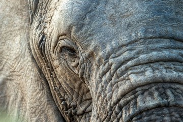 Fototapeta premium Portrait of a big beautiful elephant outdoors, wild animal, safari game drive, Eco travel and tourism, Kruger national park, South Africa, mammal in natural environment,african wildlife