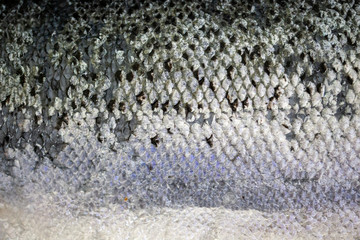 fish scales of a salmon © pixelquark