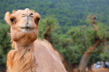 Portrait of a camel on a sunny summer day