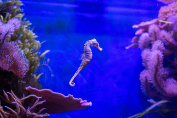 swimming sea horse between corals