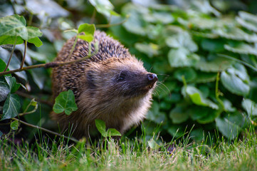 Igel auf Nahrungssuche