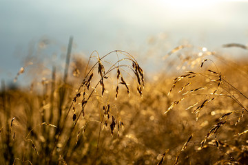 beach grass in the morning sun