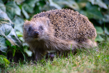 Igel auf Nahrungssuche