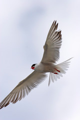 The common tern hovering wings outstretched, Mljet island, Croatia
