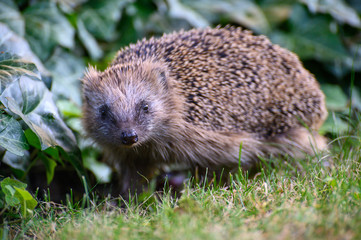 Igel auf Nahrungssuche