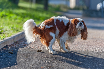 Déjections canine