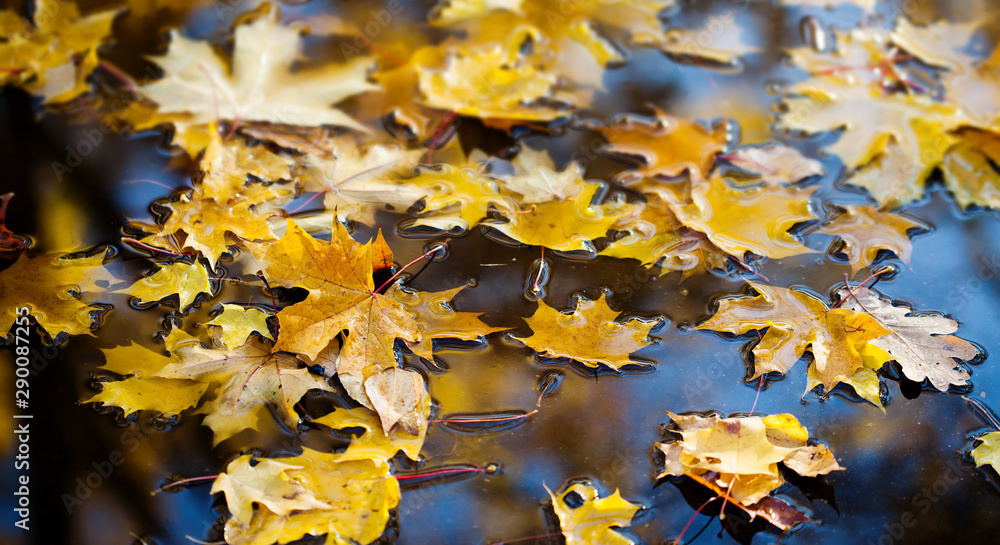 Canvas Prints wet maple leaves in a pool of water. fragment of natural changes in the autumn park. soft focus