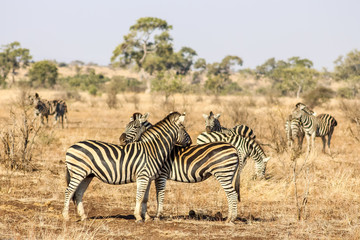 Fototapeta na wymiar Zebra in South Africa Savannah