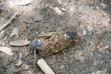 アブラゼミの交尾