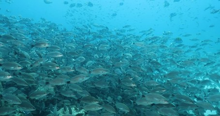 Spottail Grunt (Haemulon maculicauda), forming a school in the reefs of Sea of Cortez, Pacific ocean. Cabo Pulmo, Baja California Sur, Mexico. 