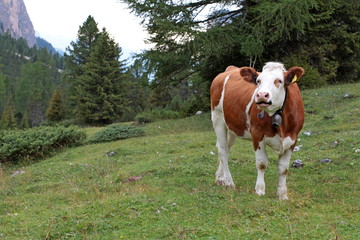 Fototapeta na wymiar grazing cow on the meadows of Vallunga, the long valley of Selva Val Gardena in Trentino Alto-Adige, Italy