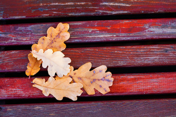 Dried oak leaves on wooden bench background. Shallow depth of field. Autumn season park scene