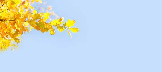 Fototapeta na wymiar Yellow oak leaves on blue sky background. Sunny day autumn nature landscape in the park. copy space