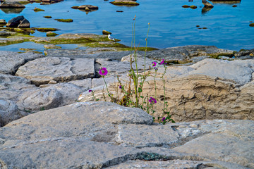 Берег Каспия