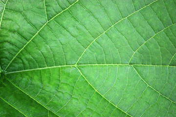 Texture of a green leaf showing cells and veins