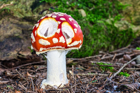 Angefressener Fliegenpilz im Wald