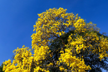 Fototapeta premium Bloom detail yellow ipe with blue sky