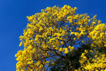 Bloom detail yellow ipe with blue sky