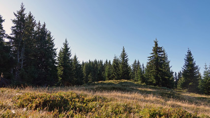 mountain meadow with spruce in autumn