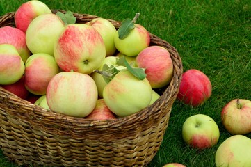 Ripe fresh apples in a basket on the grass in the garden closeup