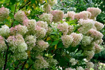 Gorgeous hydrangea bush with huge numerous inflorescences in the garden