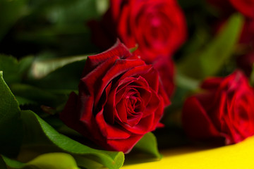 red roses bouquet macro floral love romantic passion holiday card 