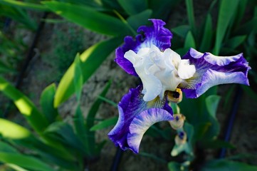 blue iris in the garden