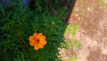 Yellow Sun flower for background