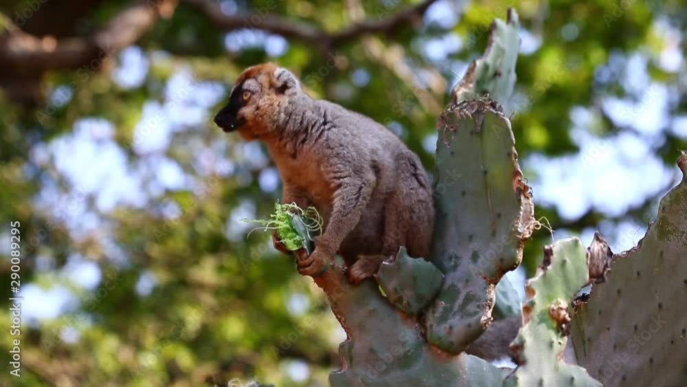 Wall mural сommon brown lemur eats prickly pear cactus. madagascar. berenti national park.