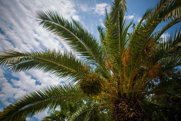 Fototapeta na wymiar beautiful landscape with palm trees and tropical plants
