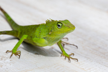 Portrait of a small green iguana in profile on tropical island Bali, Indonesia. Close up, macro