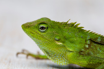 Portrait of a small green iguana in profile on tropical island Bali, Indonesia. Close up, macro