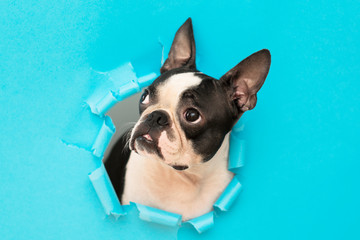 The head of a Boston Terrier dog peeks through a hole in the torn paper.