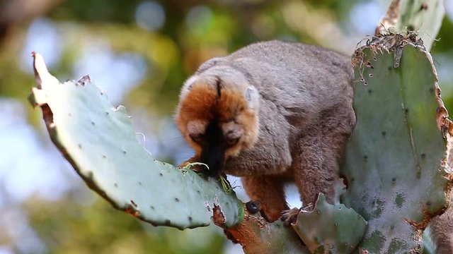 Сommon brown Lemur eats prickly pear cactus. Madagascar. Berenti National Park.