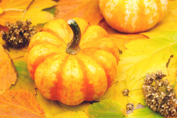 Yellow tasty juicy pumpkin on autumn colorful leaves.