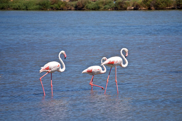 Sardinia - Island of San Pietro