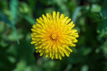 Dandelion, taraxacum officinale. Wild yellow flower in nature, close up, top view