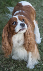 portrait of cavalier king charles spaniel  
